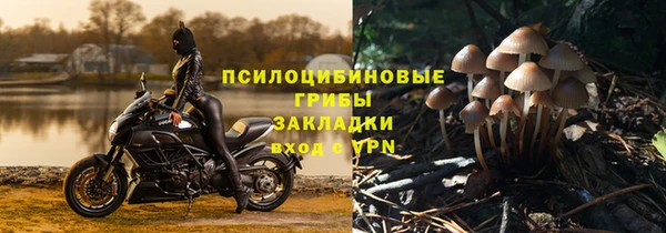прущие грибы Абдулино
